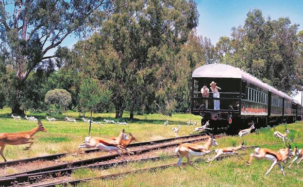 Safari. El tren recorre reservas y parques naturales y permite disfrutar de la vida salvaje 