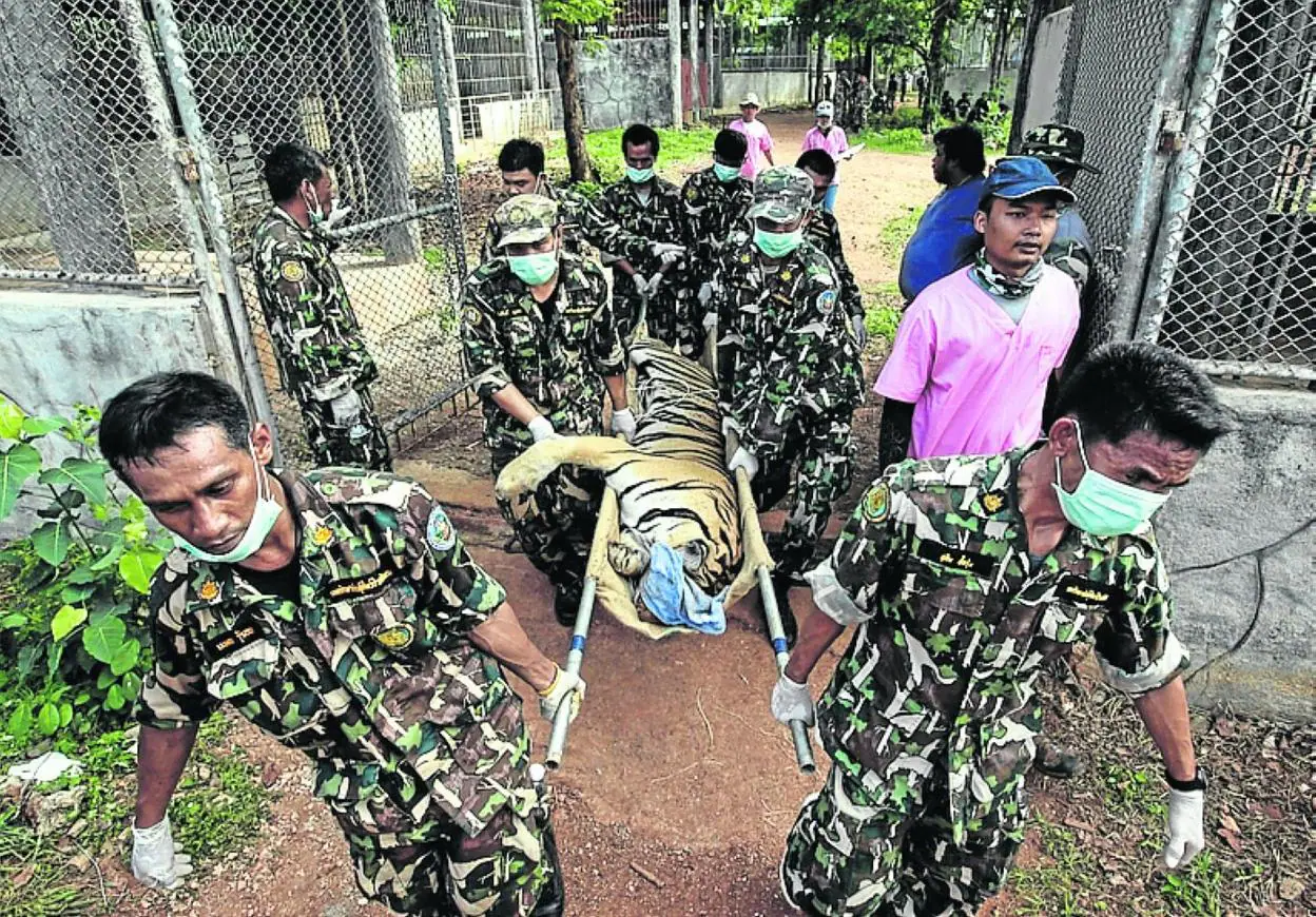 La imagen de convivencia entre monjes y tigres se difuminó y obligó a una gran operación de rescate del Ejército tailandés para intentar salvar a los felinos