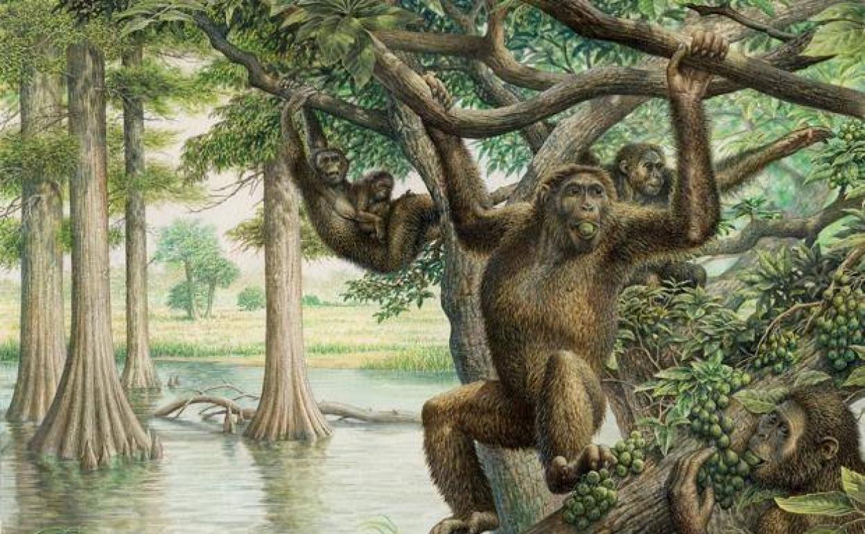 Los investigadores creen que Rudapithecus era bastante parecido a un mono, pero cuando caía se quedaba de pie como un humano.