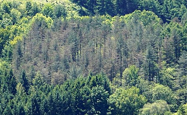 Pinos afectados por la 'banda marrón' en Berastegi. 