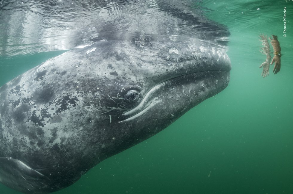 Categoría Fotoperiodismo Wildlife: Touching trust. Una ballena gris joven se acerca a un par de manos que bajan desde un bote turístico en la laguna de San Ignacio, en la costa de Baja California