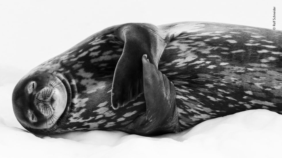 Categoría Blanco y Negro: Sleeping like a Weddell. Una foca marina de Weddell ('Leptonychotes weddellii') descansa en lo que parece ser un sueño profundo, en el puerto de Larsen, Georgia del Sur (EE UU).