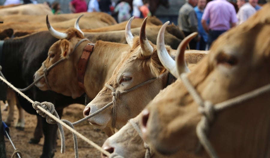 Fotos: Julen Arburua se lleva la txapela en Idiazabal