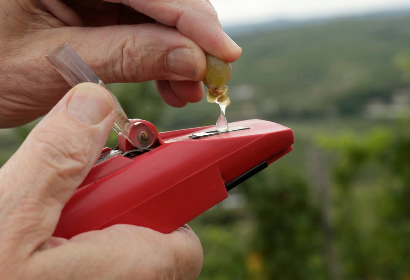 En Austria, el vino coge fama poco a poco. Trabajan bien con las uvas. 
