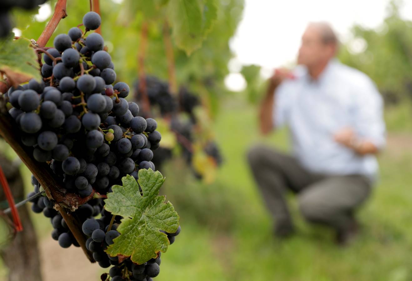 En Austria, el vino coge fama poco a poco. Trabajan bien con las uvas. 