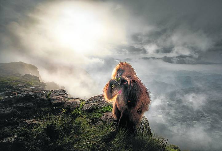 'Gelada tras la tormenta'