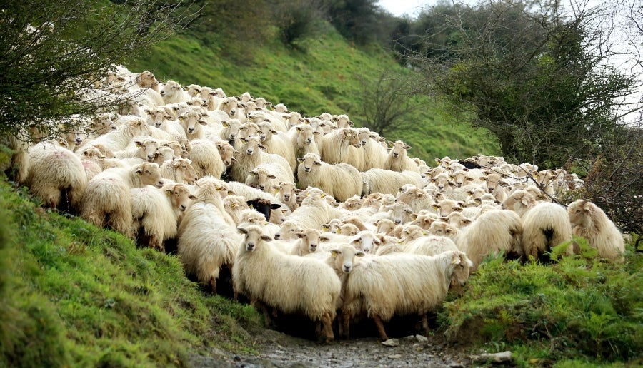 Fotos: «En Aralar se está mucho mejor»