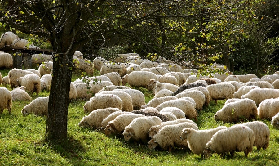 Fotos: «En Aralar se está mucho mejor»