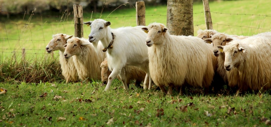 Fotos: «En Aralar se está mucho mejor»