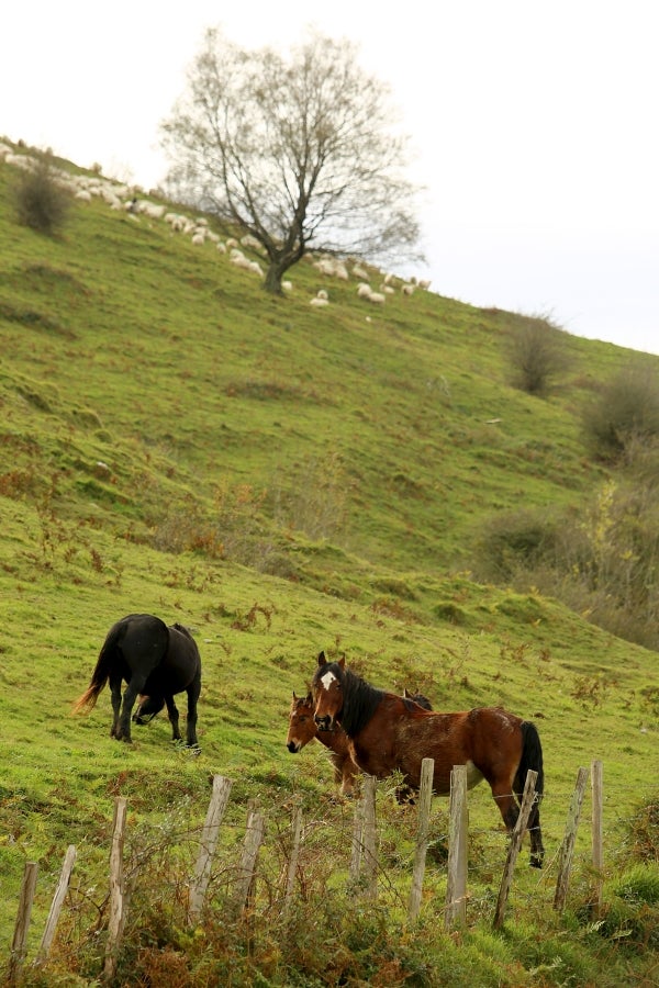 Fotos: «En Aralar se está mucho mejor»