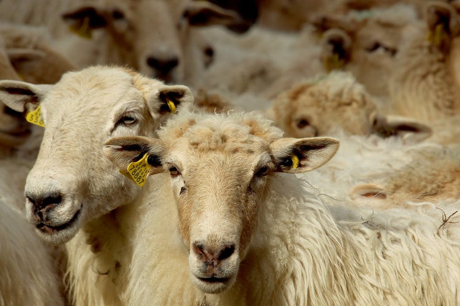 Fotos: «En Aralar se está mucho mejor»