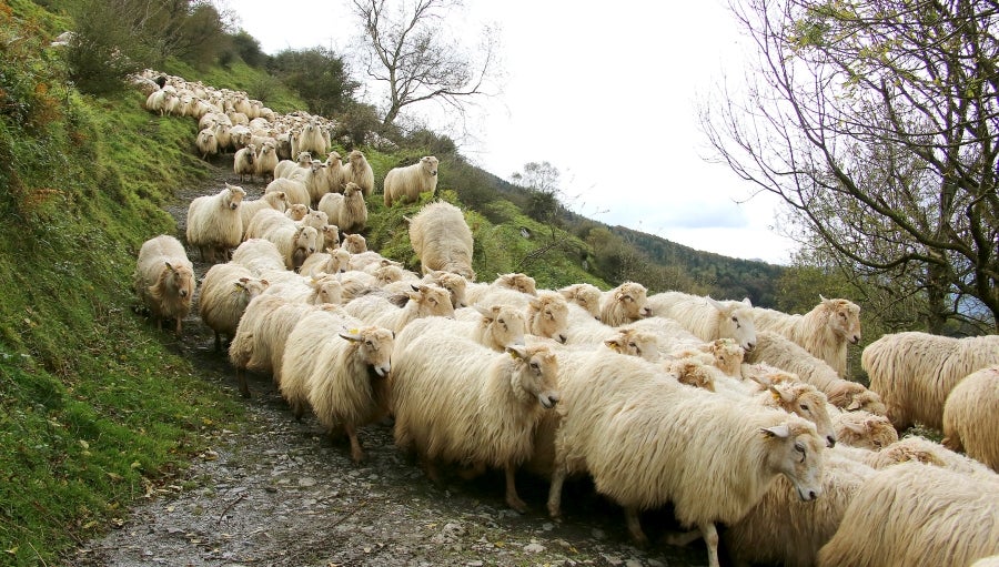 Fotos: «En Aralar se está mucho mejor»