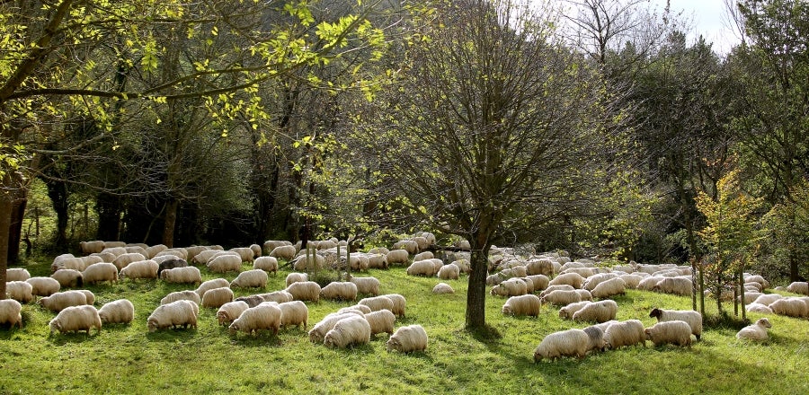 Fotos: «En Aralar se está mucho mejor»