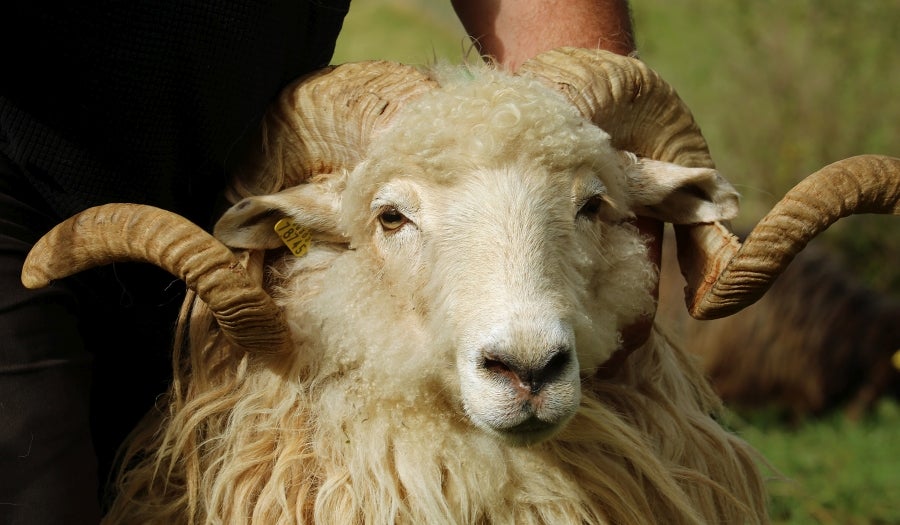 Fotos: «En Aralar se está mucho mejor»