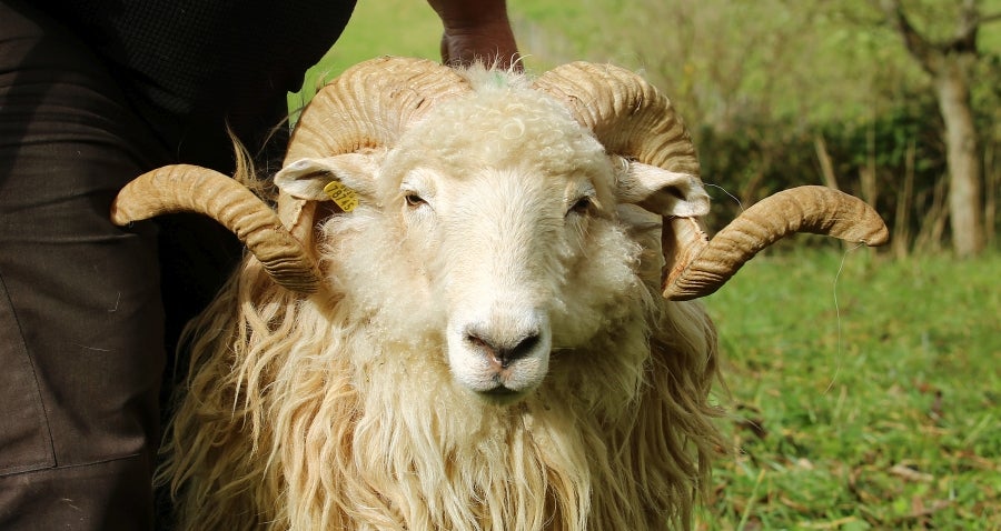 Fotos: «En Aralar se está mucho mejor»