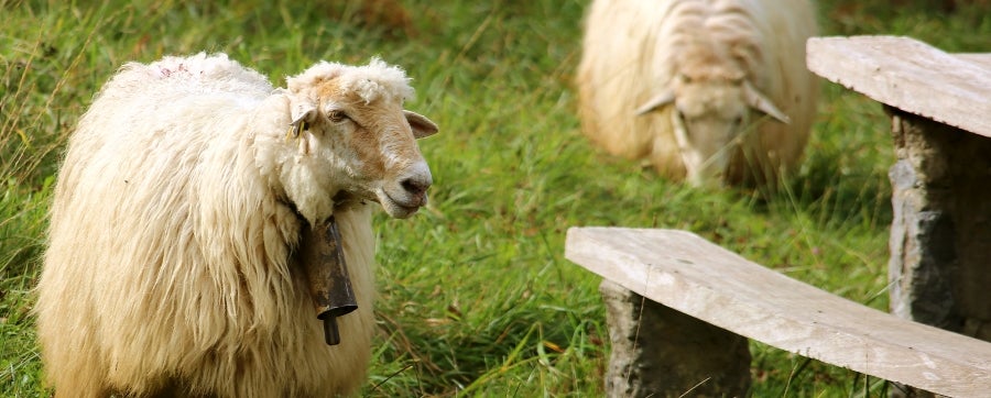 Fotos: «En Aralar se está mucho mejor»