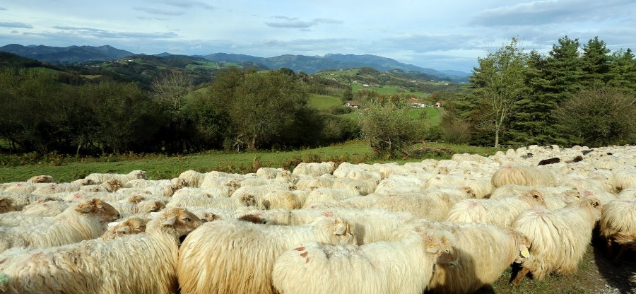 Fotos: «En Aralar se está mucho mejor»