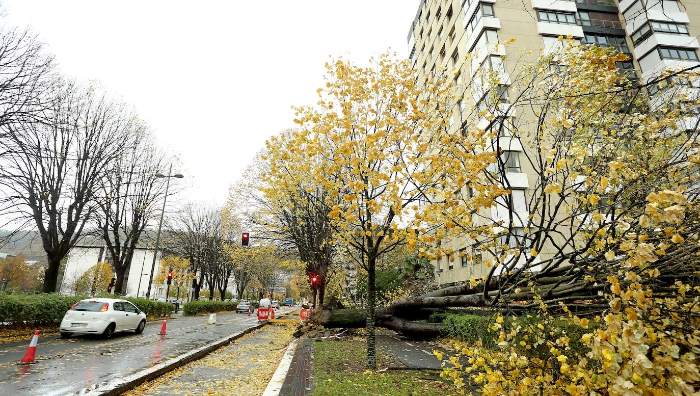 El viento ha provocado numerosos daños materiales en Gipuzkoa, especialmente en Donostia, con árboles y andamios caídos por toda la ciudad.