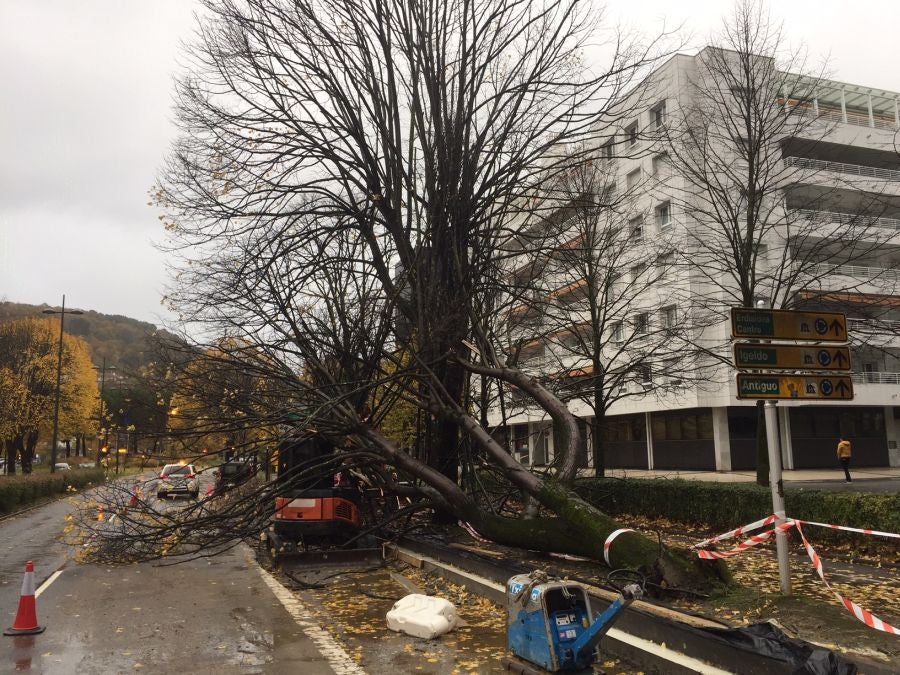 El viento ha provocado numerosos daños materiales en Gipuzkoa, especialmente en Donostia, con árboles y andamios caídos por toda la ciudad.