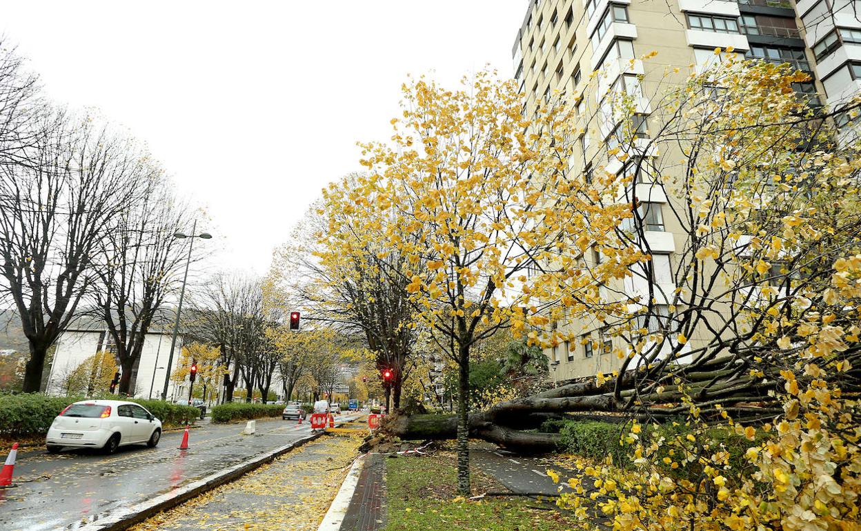 Vídeo: La borrasca Cecilia pone en alerta a 36 provincias. / Foto: Dos grandes árboles han caído en la avenida de Tolosa. 
