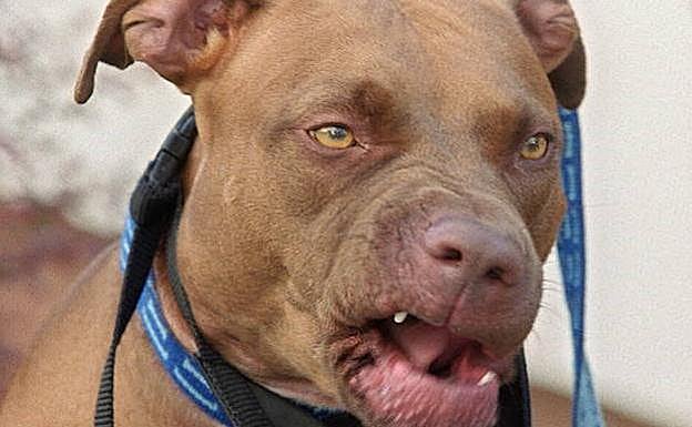 Qué hacer si... te va a atacar un perro peligroso