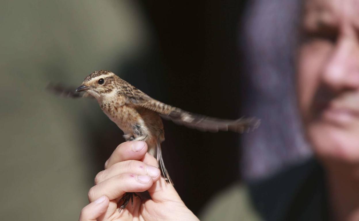 Un estudio guipuzcoano avala que una pareja de aves puede librar de 11.000 insectos una hectárea de cultivo