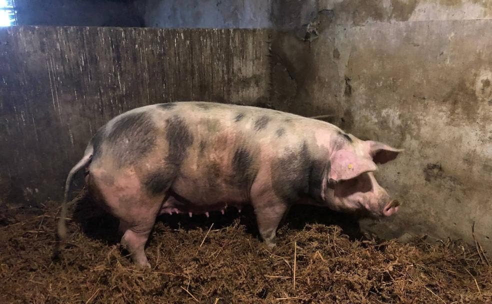 «Ximona», la cerda de Santo Tomás durante su puesta de largo en el caserio Arro de Leitza