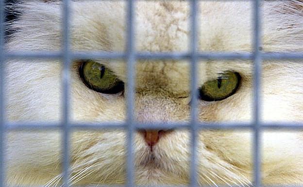 Un vizcaíno mordido por un gato, primer posible caso de rabia humana tratado en Euskadi en 30 años