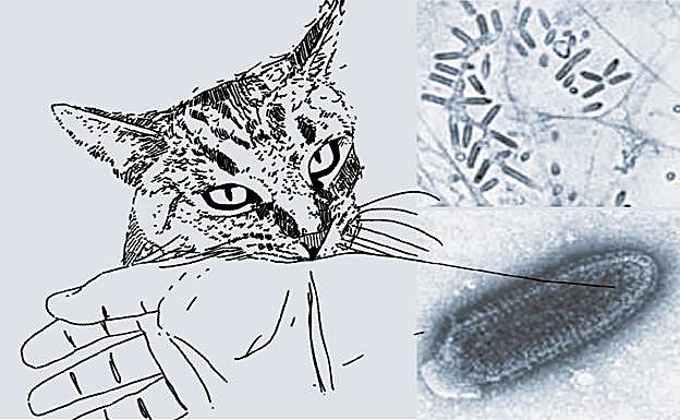 El virús se presenta normalmente en la saliva del animal infectado. Lo transmite al morder. 