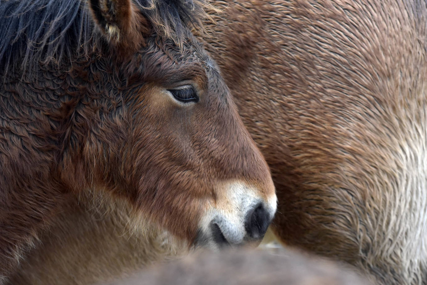 Fotos: Multitudinaria feria de Santa Lucía en Zumarraga y Urretxu