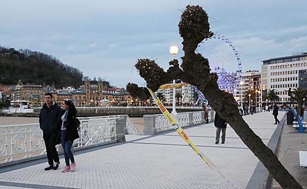Uno de los tamarindos del paseo de La Concha ha quedado ladeado por el viento