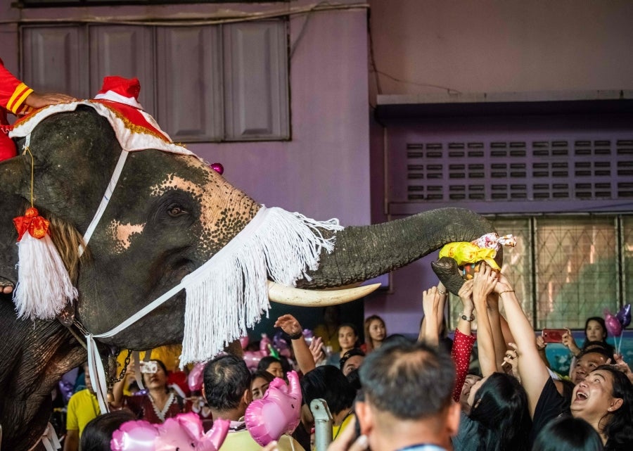 Un mahout entrena a su elefante, vestido con un disfraz de Papá Noel, antes de la presentación que harán ambos delante de los escolares, a modo de celebración navideña en Ayutthaya. 