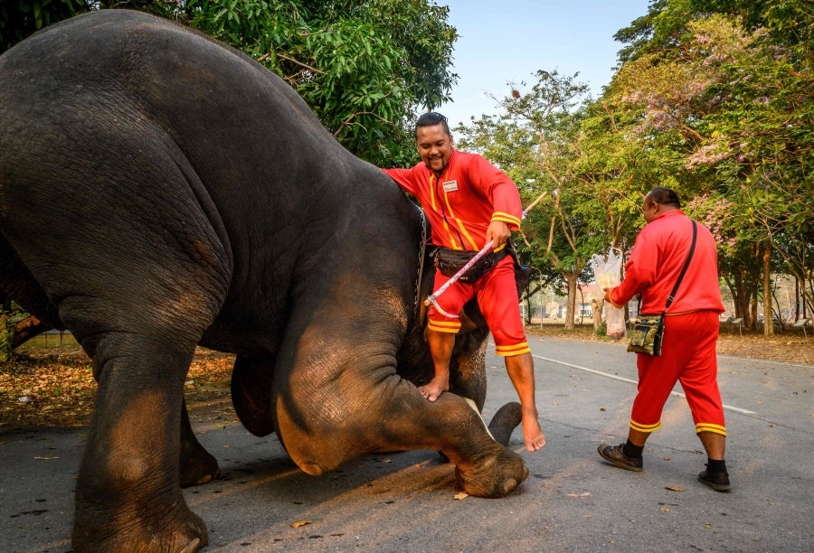 Un mahout entrena a su elefante, vestido con un disfraz de Papá Noel, antes de la presentación que harán ambos delante de los escolares, a modo de celebración navideña en Ayutthaya. 