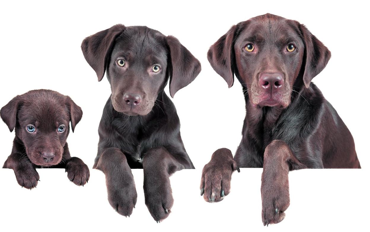 ¿Qué edad tiene mi perro?