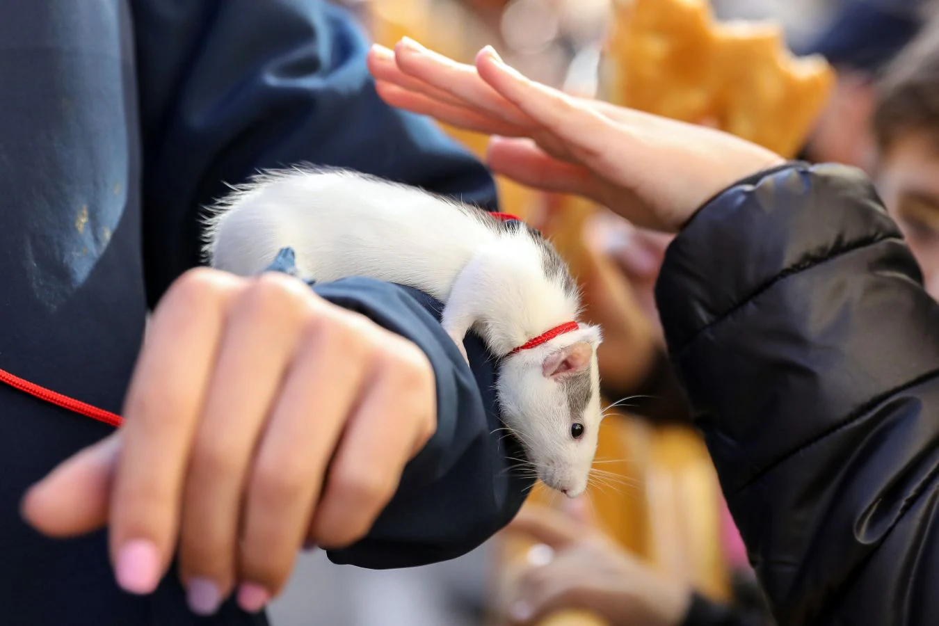 Perros, gatos, ratones... y hasta un búho han recibido la bendición de San Antón. patrón de los animales, en la madrileña parroquia de San Antón