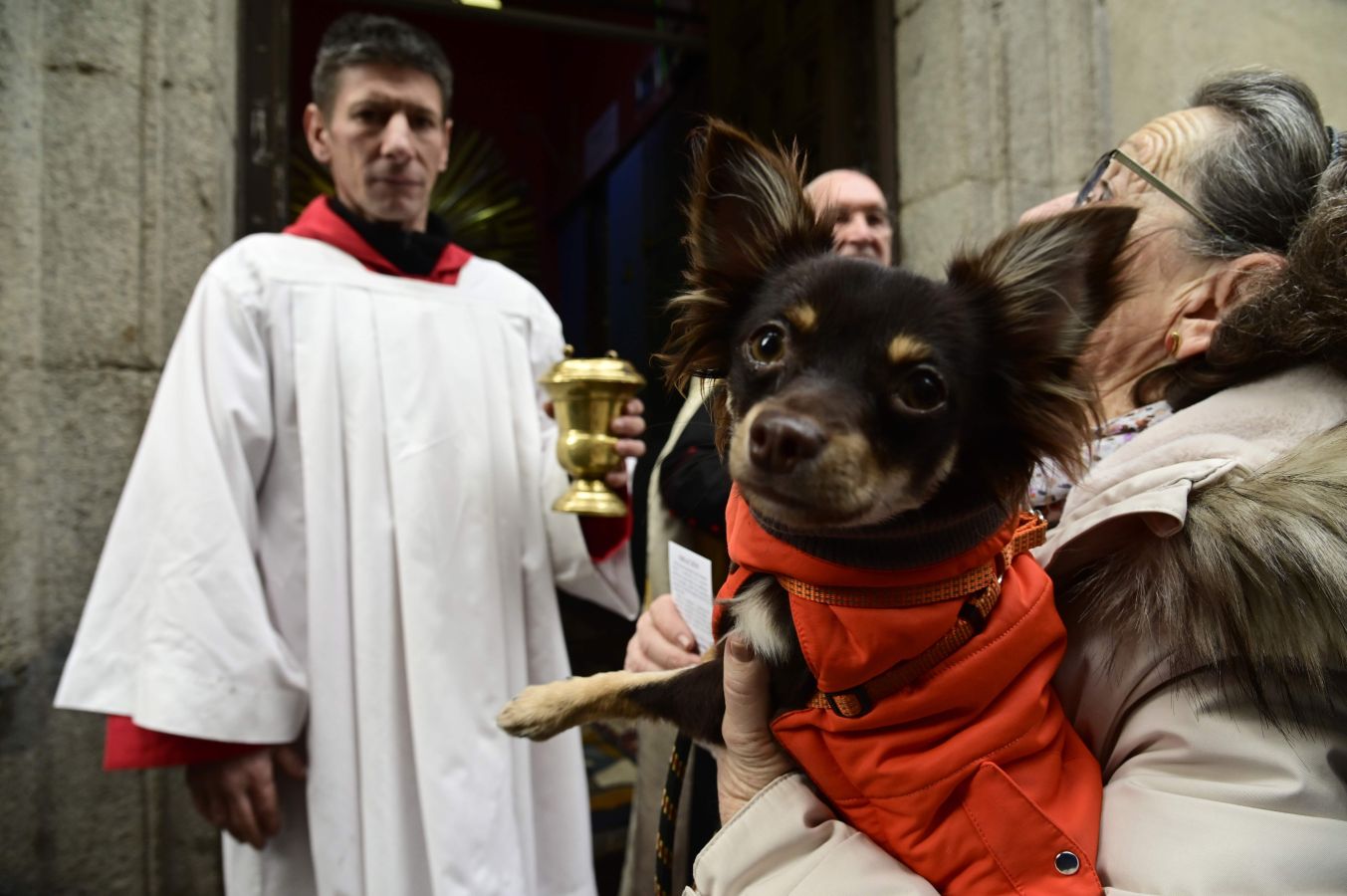 Perros, gatos, ratones... y hasta un búho han recibido la bendición de San Antón. patrón de los animales, en la madrileña parroquia de San Antón