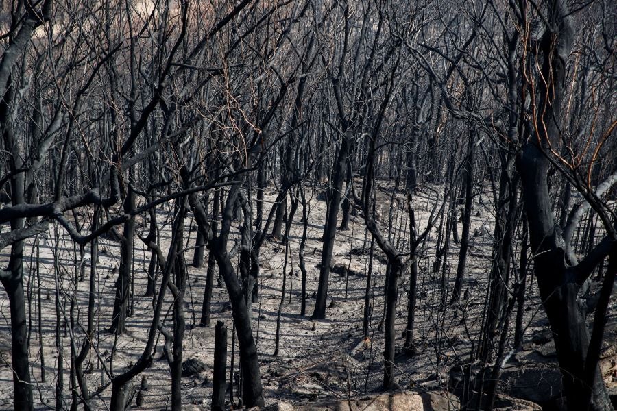 Fotos: los incendios han arrasado gran parte de Kangaroo Valley, en Australia