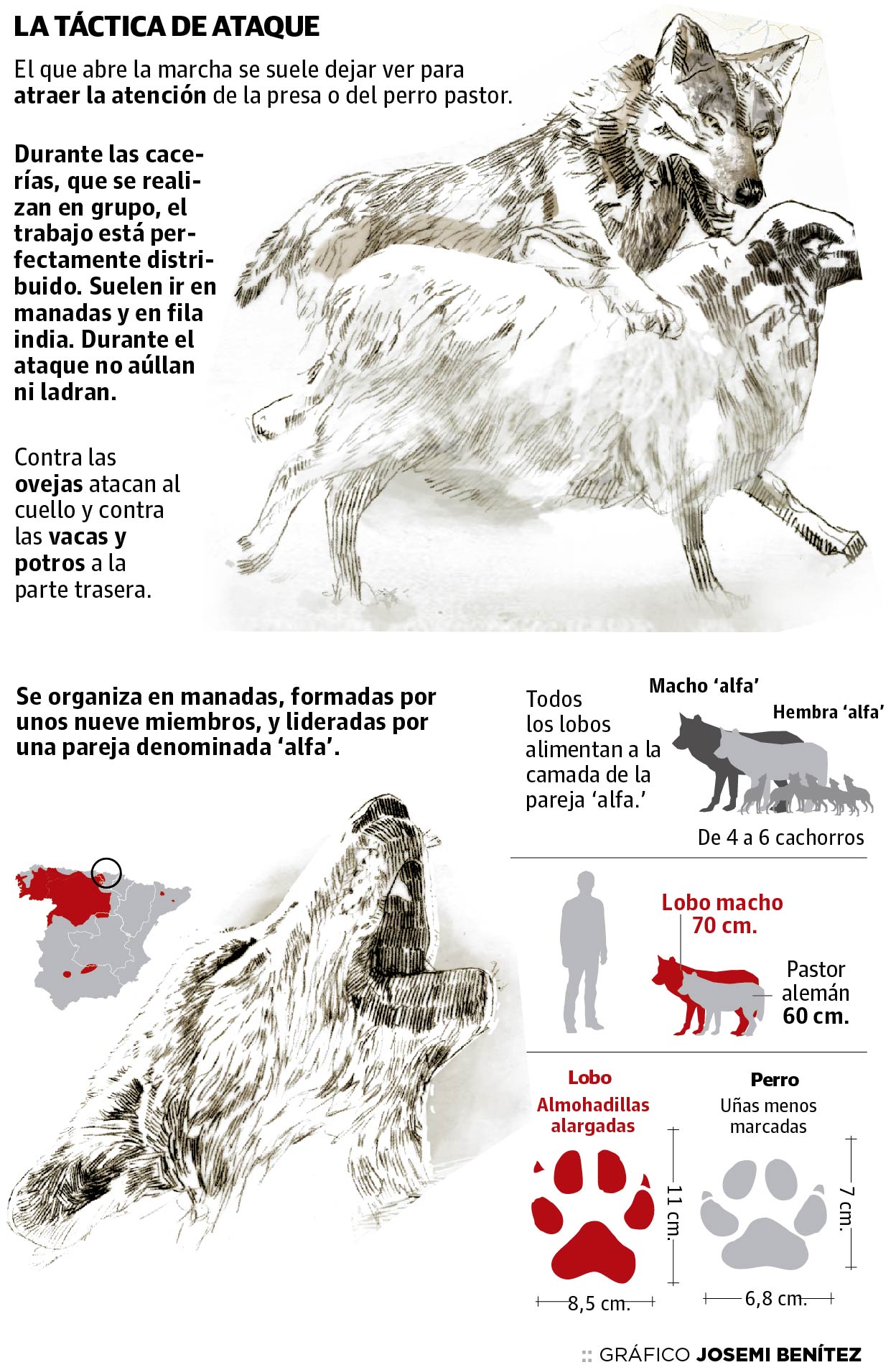 El lobo ibérico en Álava | El Diario Vasco