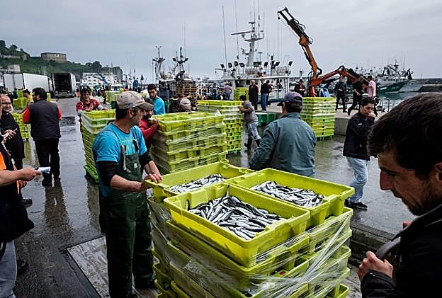 Descarga de anchoa de la pasada costera en el puerto de Hondarribia. 