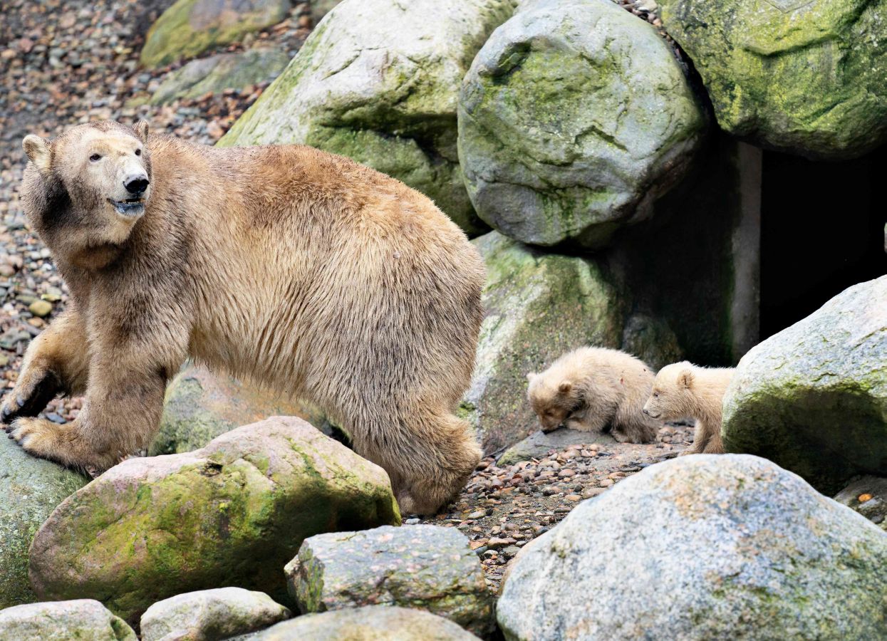 Dos nuevos cachorros de oso polar exploran su recinto con su madre Malik, por primera vez, en el zoológico de Aalborg en Aalborg, Dinamarca.