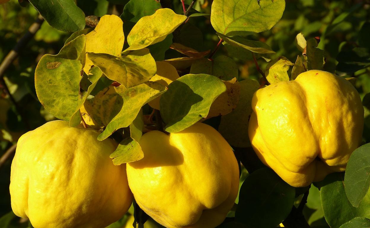 Los membrillos cuelgan del árbol.