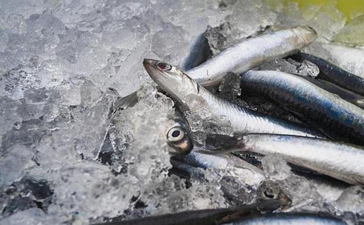 Los mares tienen 280 veces más anisakis que en 1970