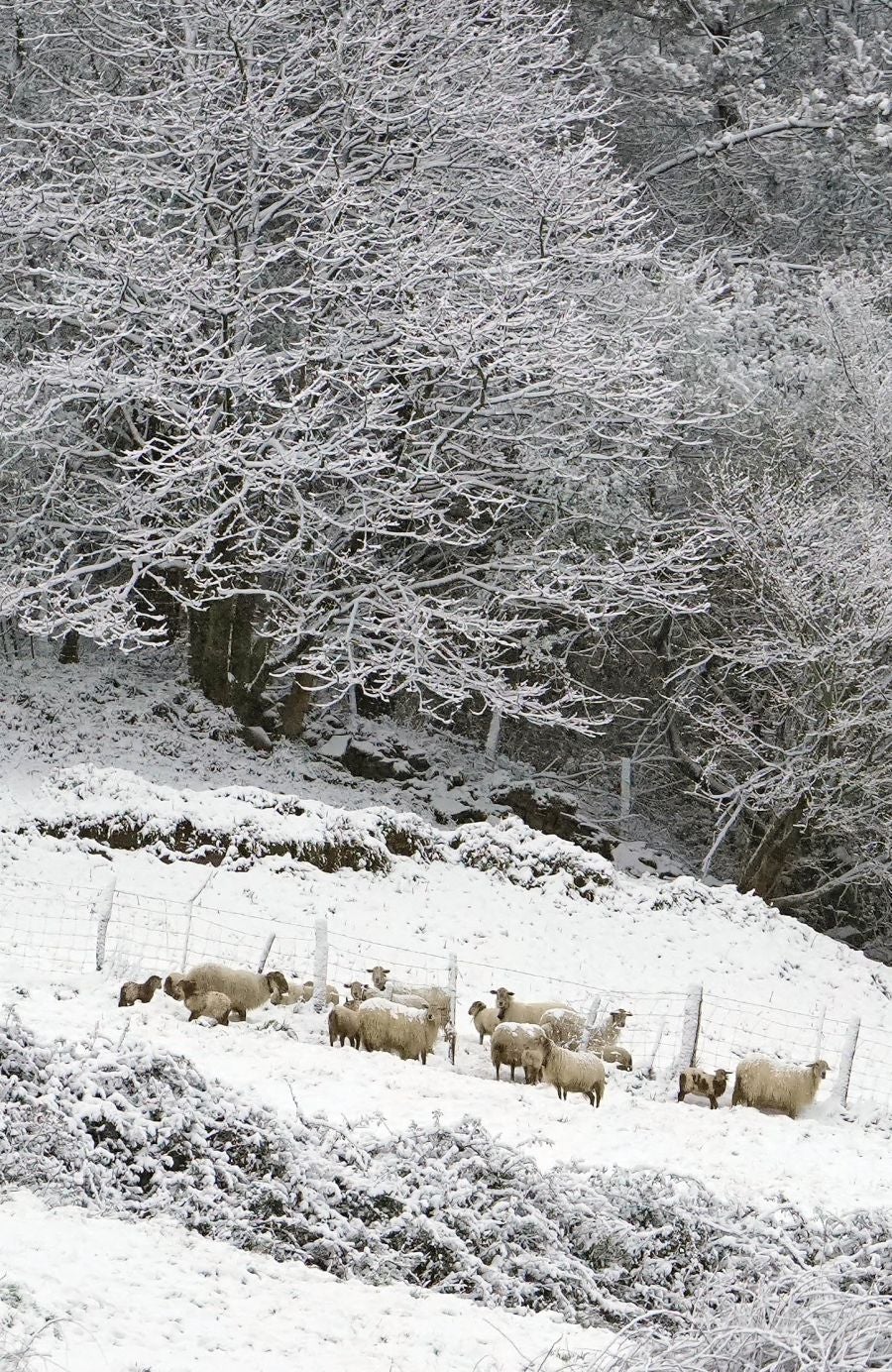 La nieve llega a Gipuzkoa