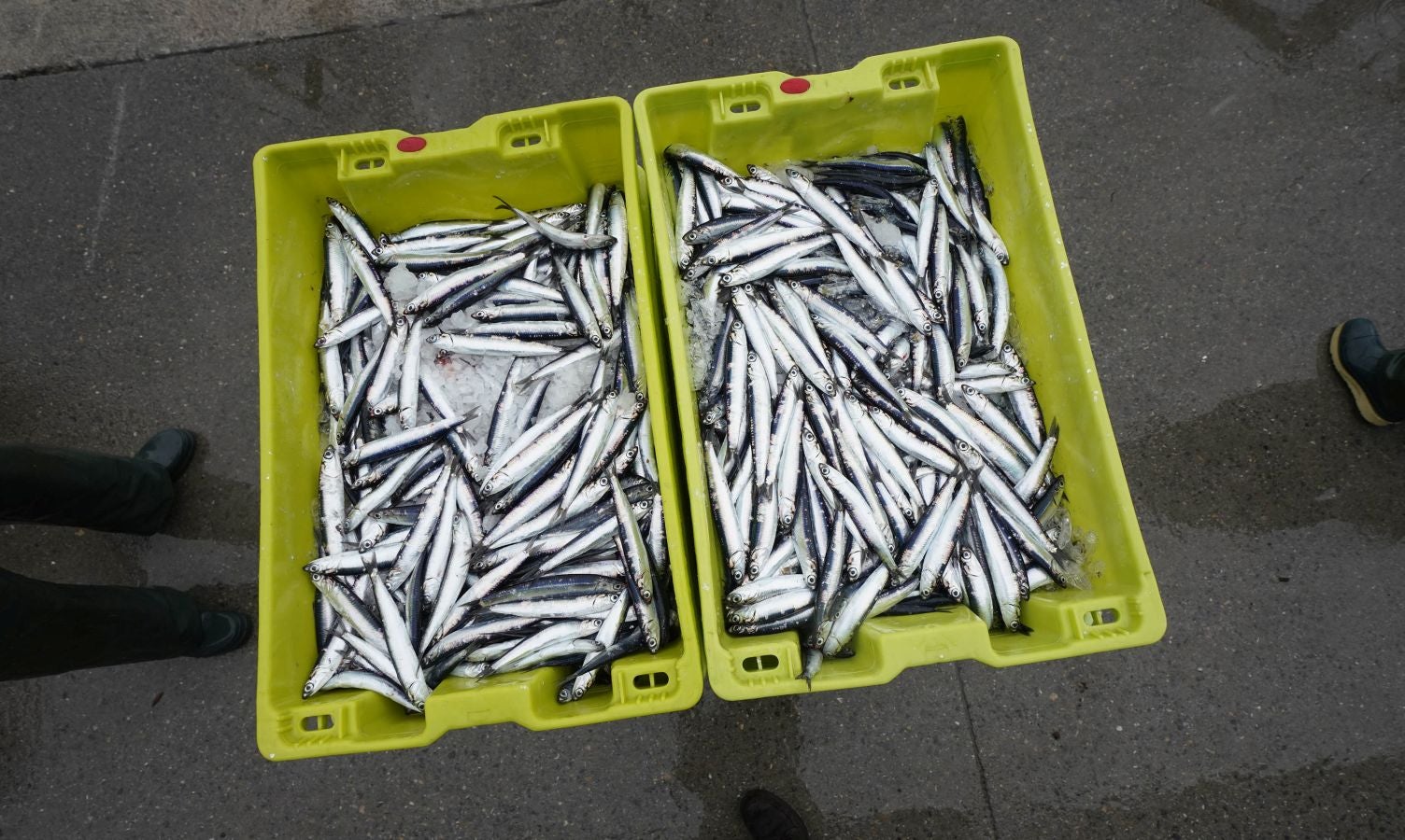 En lonja se ha abonado a 2,65 euros el kilo