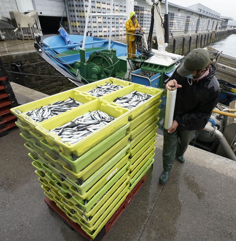 En lonja se ha abonado a 2,65 euros el kilo