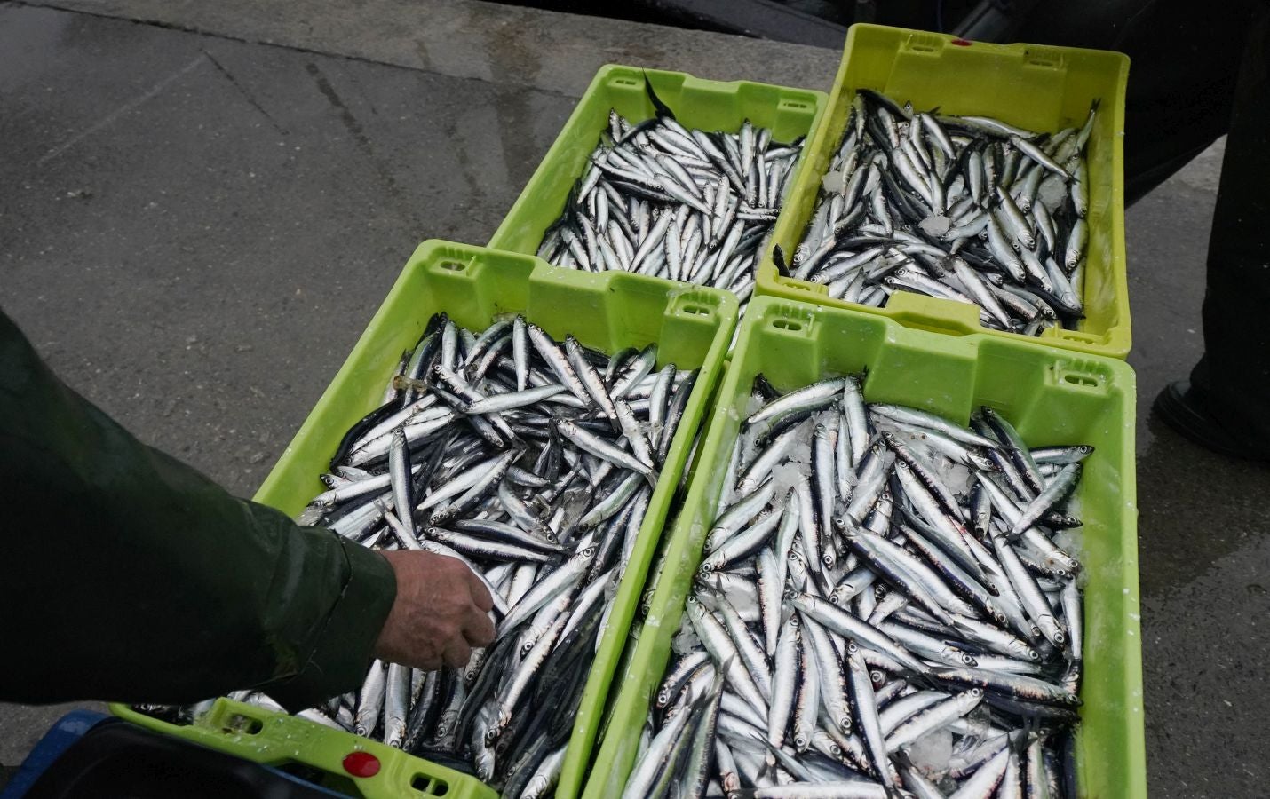 En lonja se ha abonado a 2,65 euros el kilo