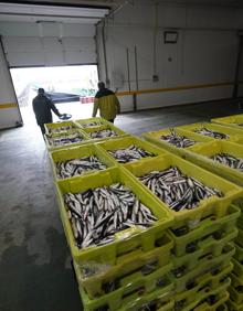 Imagen secundaria 2 - Llegan a Getaria las primeras descargas de anchoa grande