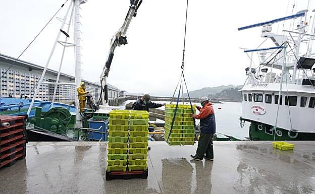 Imagen principal - Llegan a Getaria las primeras descargas de anchoa grande