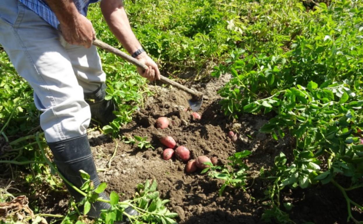 Los agricultores no profesionales piden poder ir al huerto sin ser multados  