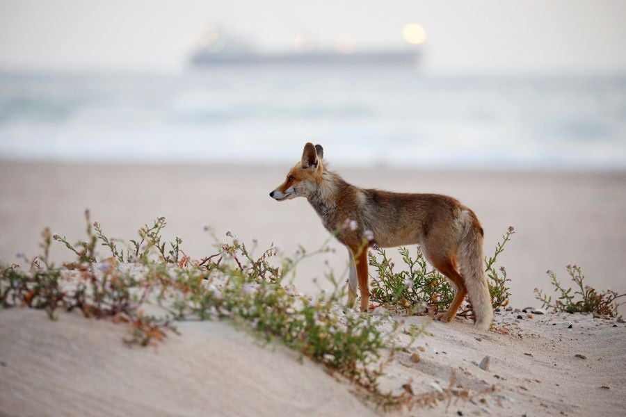 El zorro rojo se pasea tranquilamente por Ashkelon. 